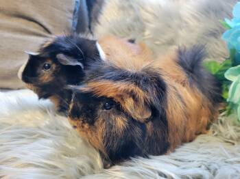 Rescue Abyssinian Guinea Pigs for Adoption in Olympia, Washington - Ash & Porkchop | PetCurious
